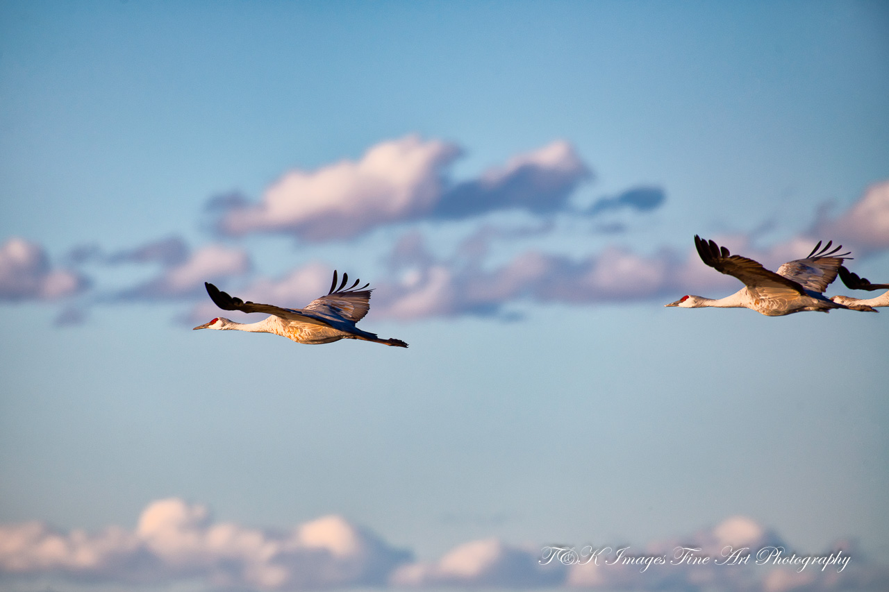 Flight of Sandhill Cranes