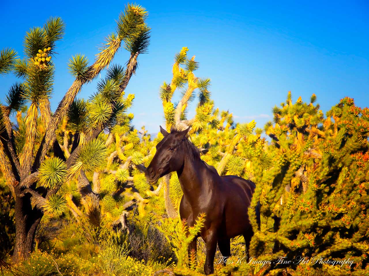https://imagesbytk.com/black-Horse-in-joshua-trees-arizona/