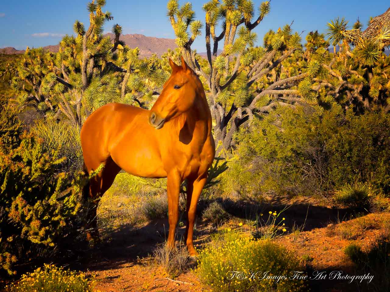 Sorrel Beauty - Joshua Forest Scenic Road Arizona