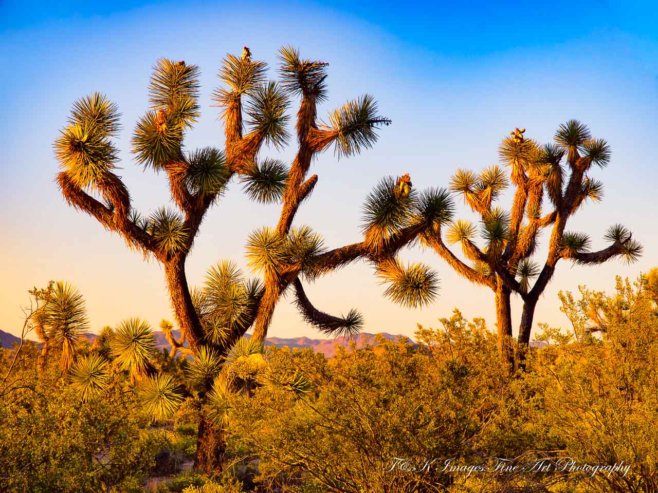 1200 Joshua Tree Sunset - Joshua Forest Scenic Road, Arizona 