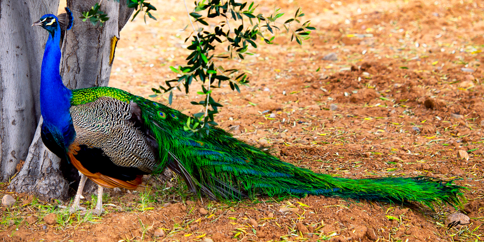 1223 Panoramic Peacock