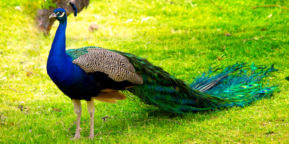 1235 Panoramic Peacock II