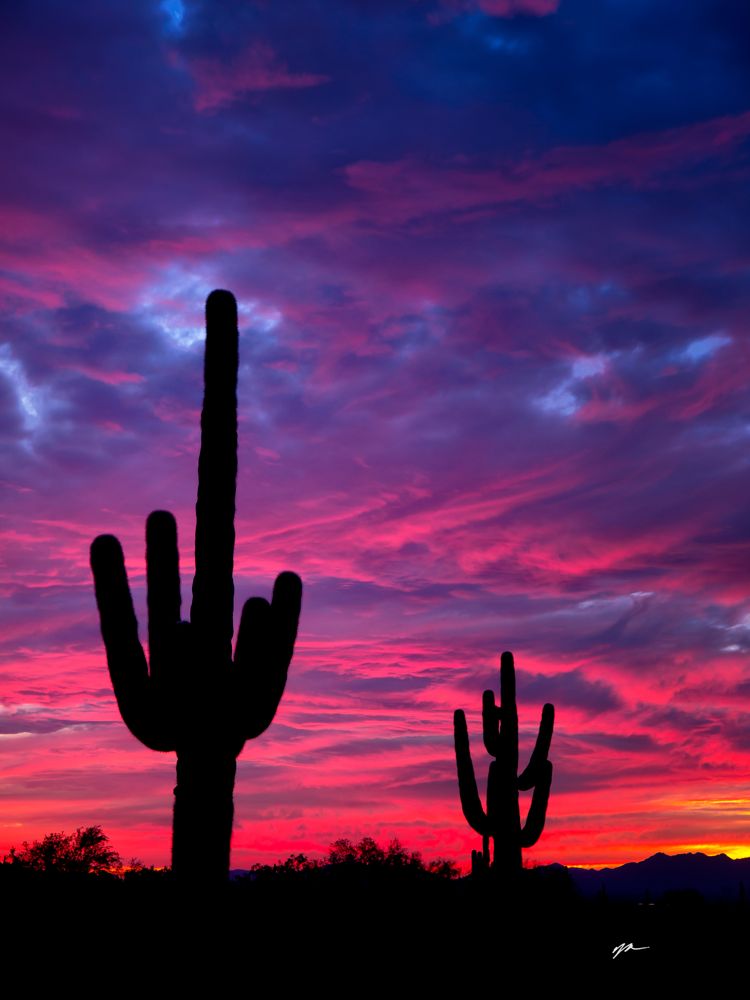 Saguaro Sunset at White Tanks Regional Park - T&K Images - Fine Art ...