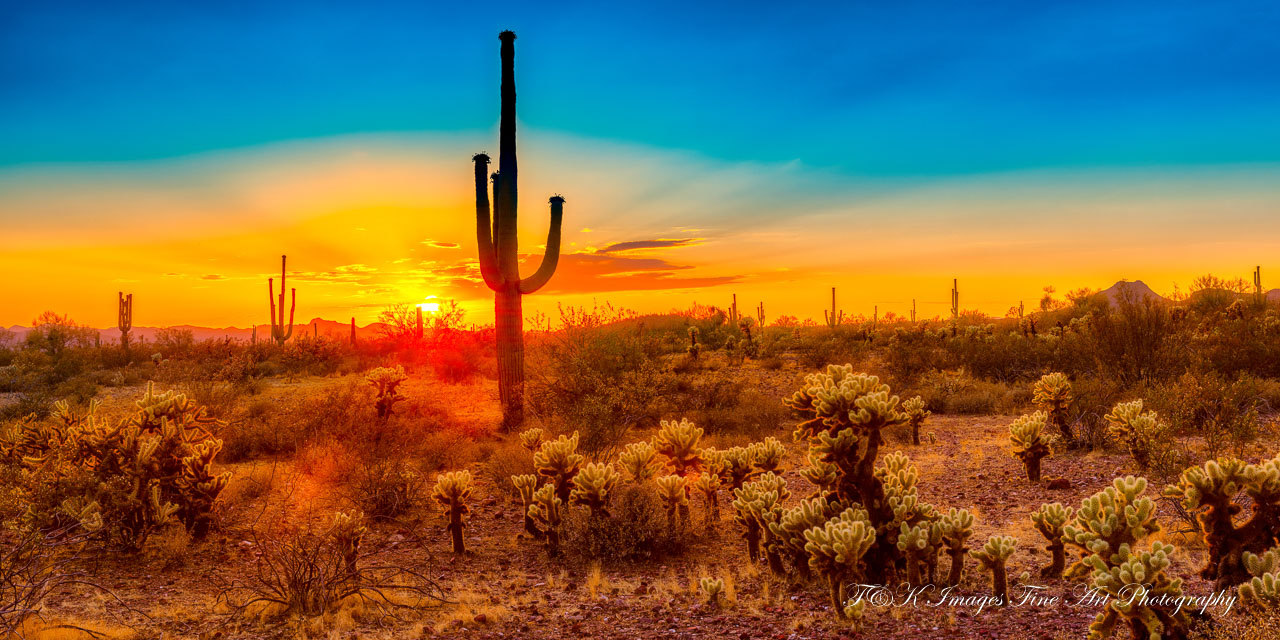 Saguaro Sunset Panoramic - Arizona