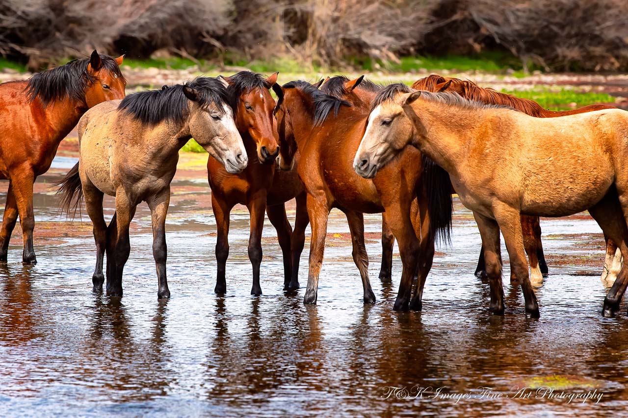 Band of Salt River Wild Horses - Arizona