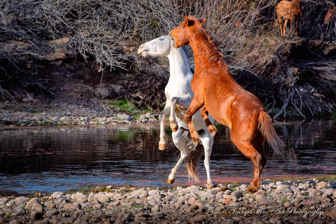 Horsing Around - Salt River Wild Horses - Arizona
