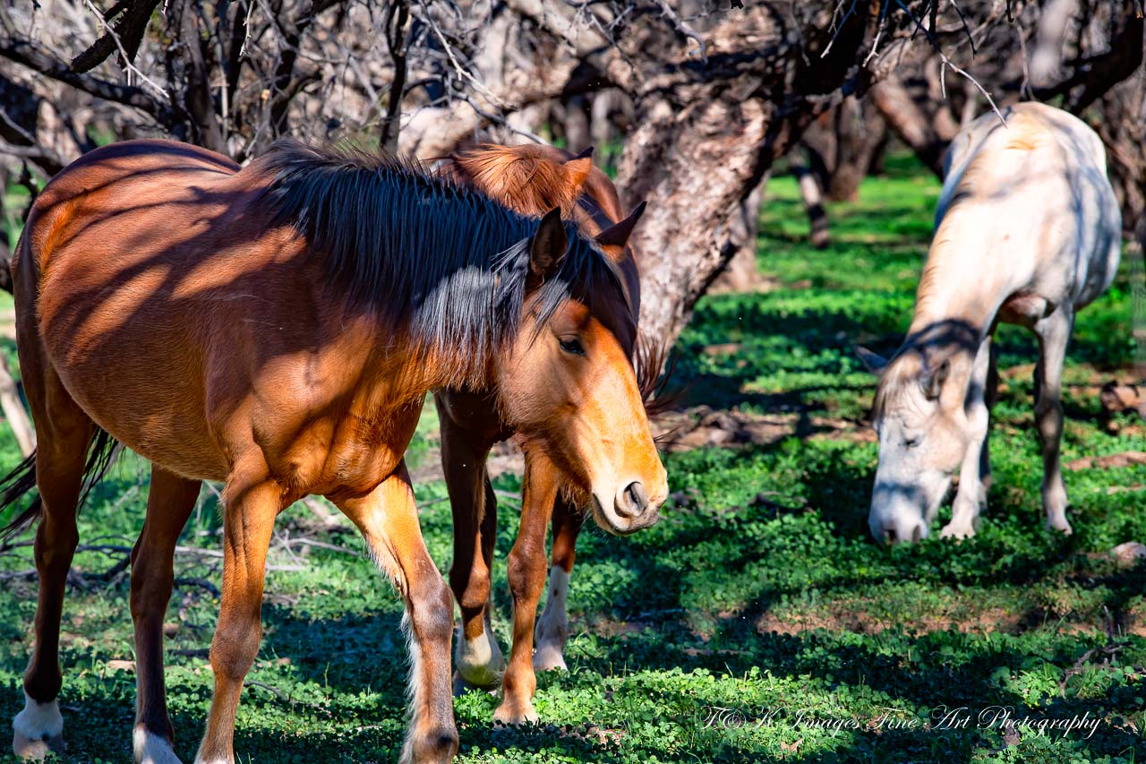 Spring Time Salad - Salt River Wild Horses - Arizona