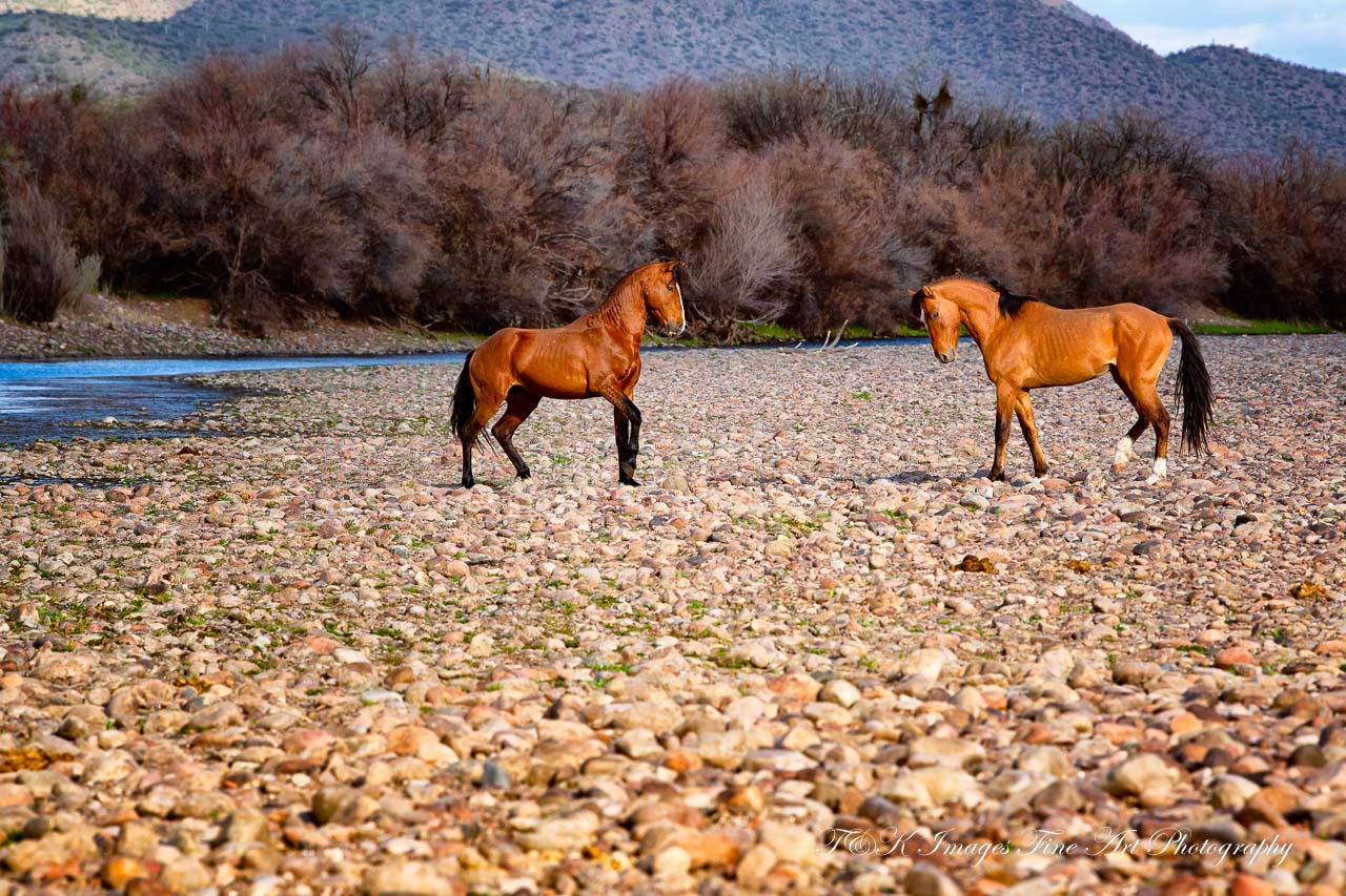 Face Off - Salt River Wild Horses - Arizona