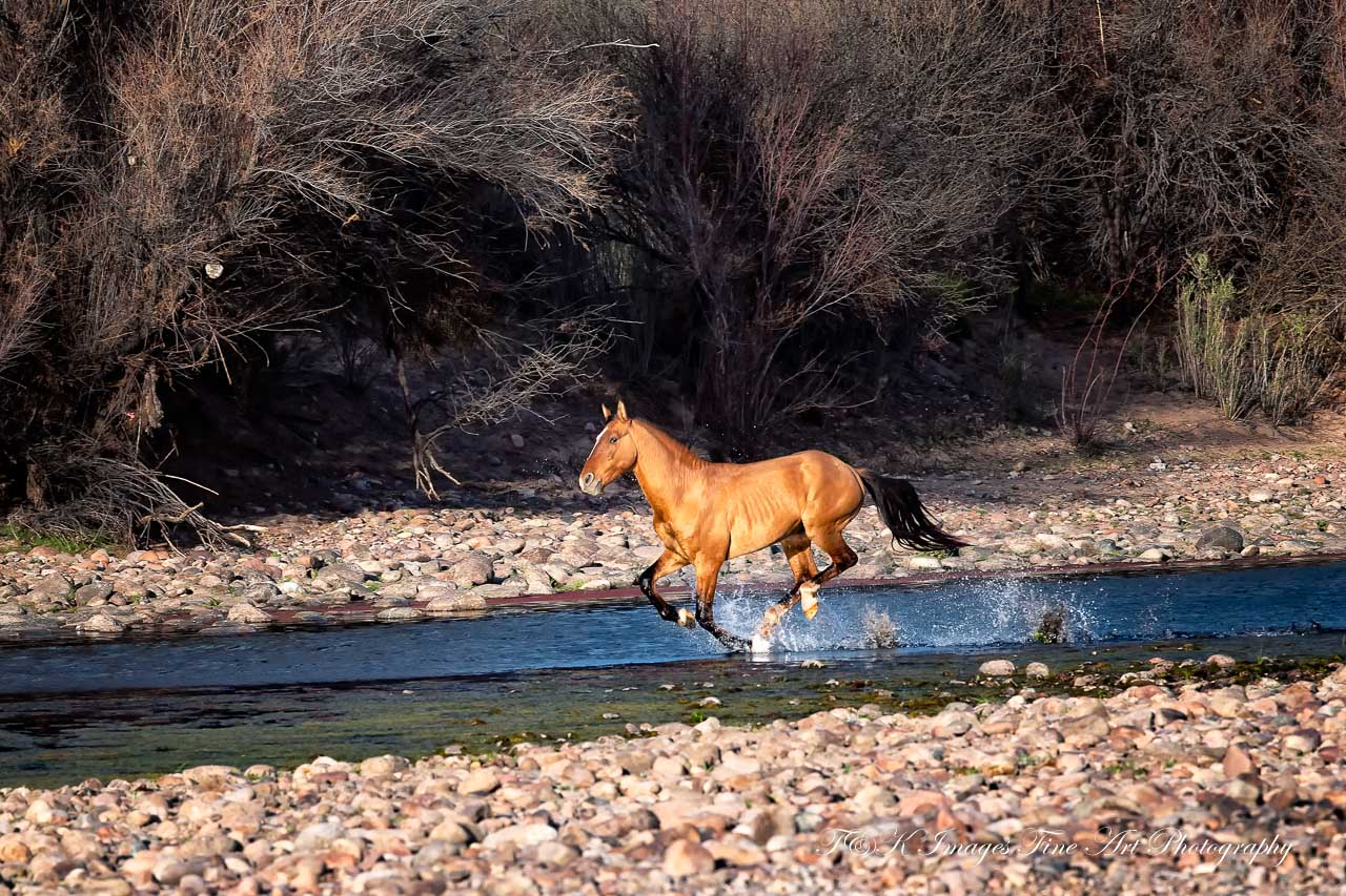 Racing Downstream - Salt River Wild Horses - Arizona