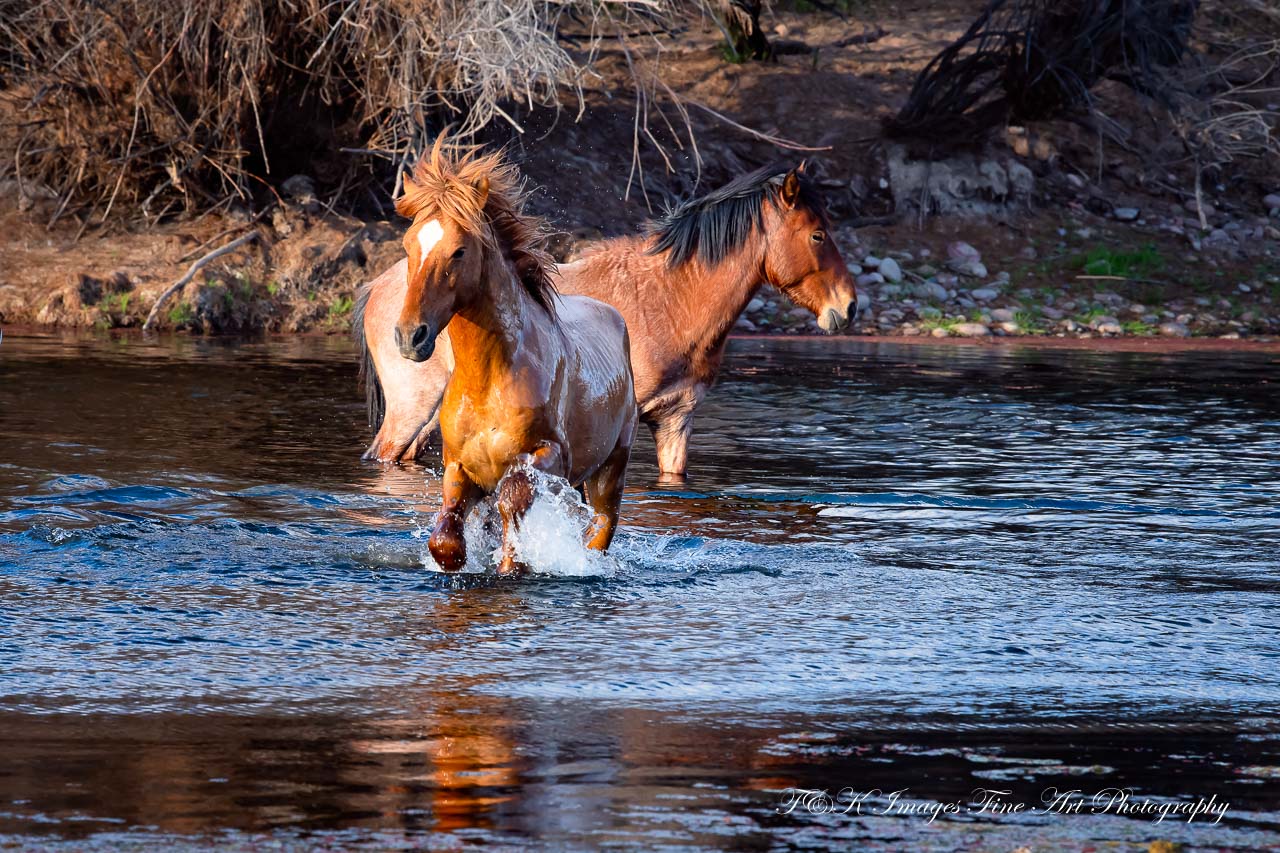 Glistening In the Sun - Salt River Wild Horses - Arizona