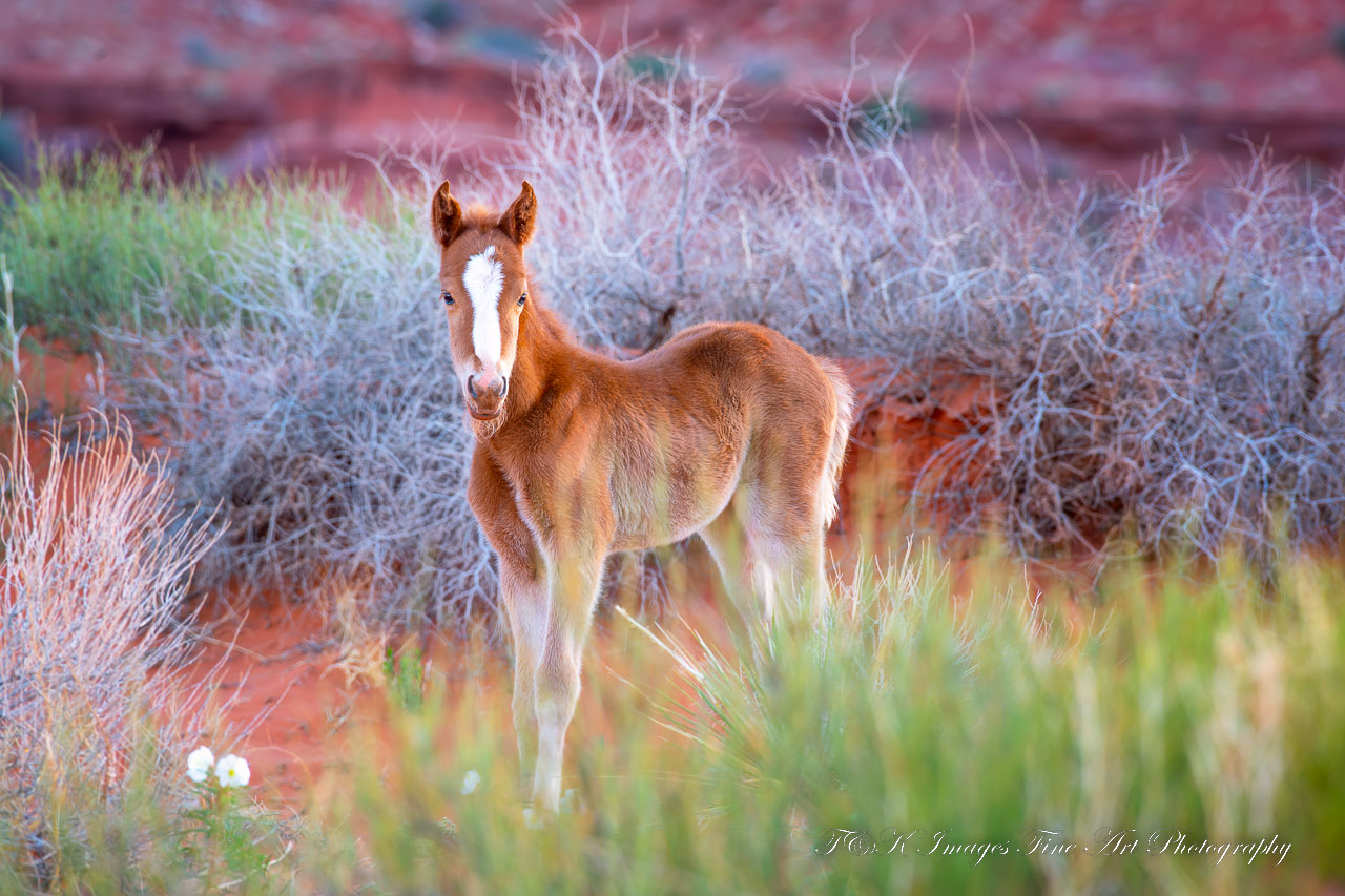 Monument Valley Foal