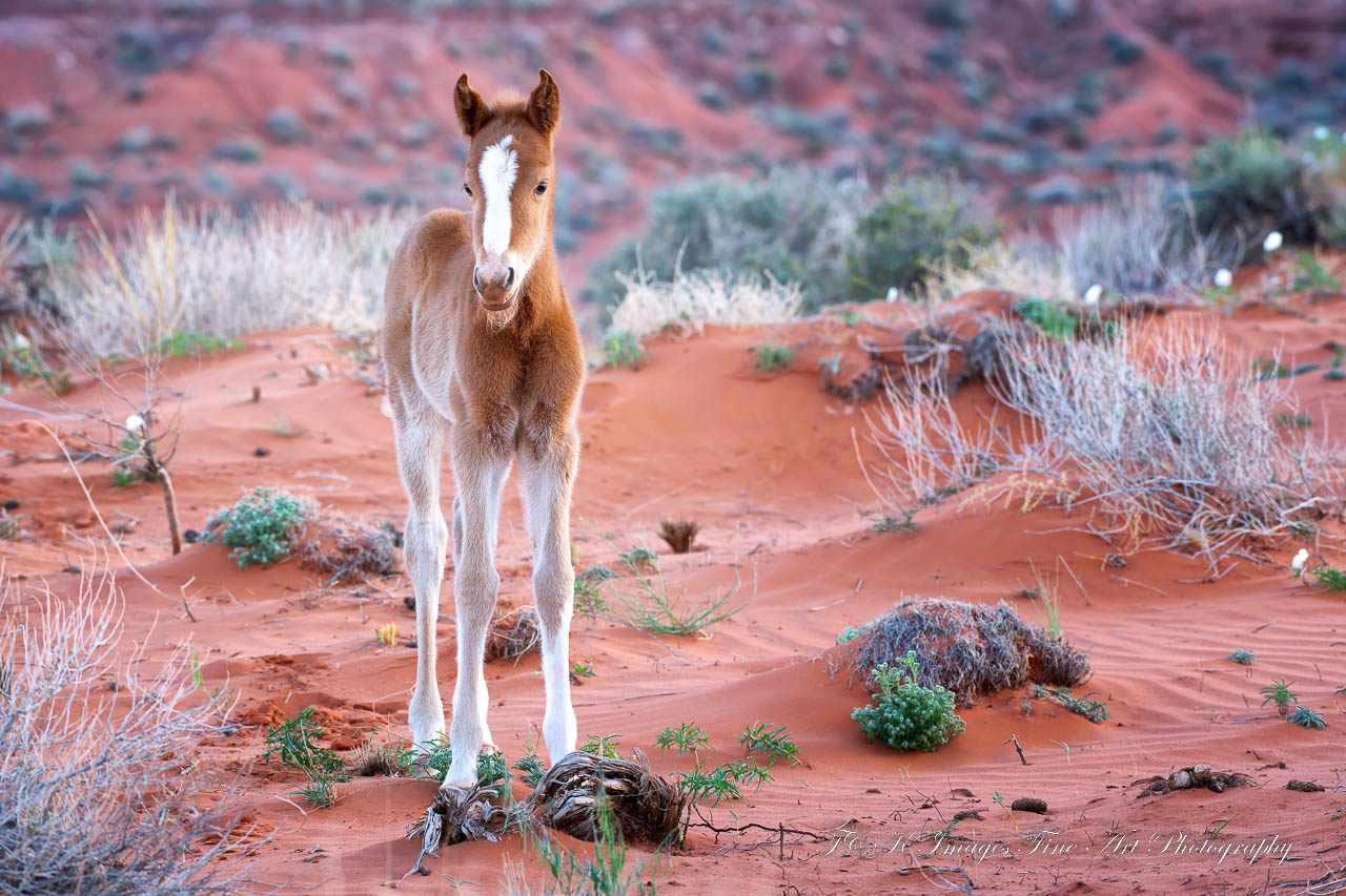 Foal in Monument Valley