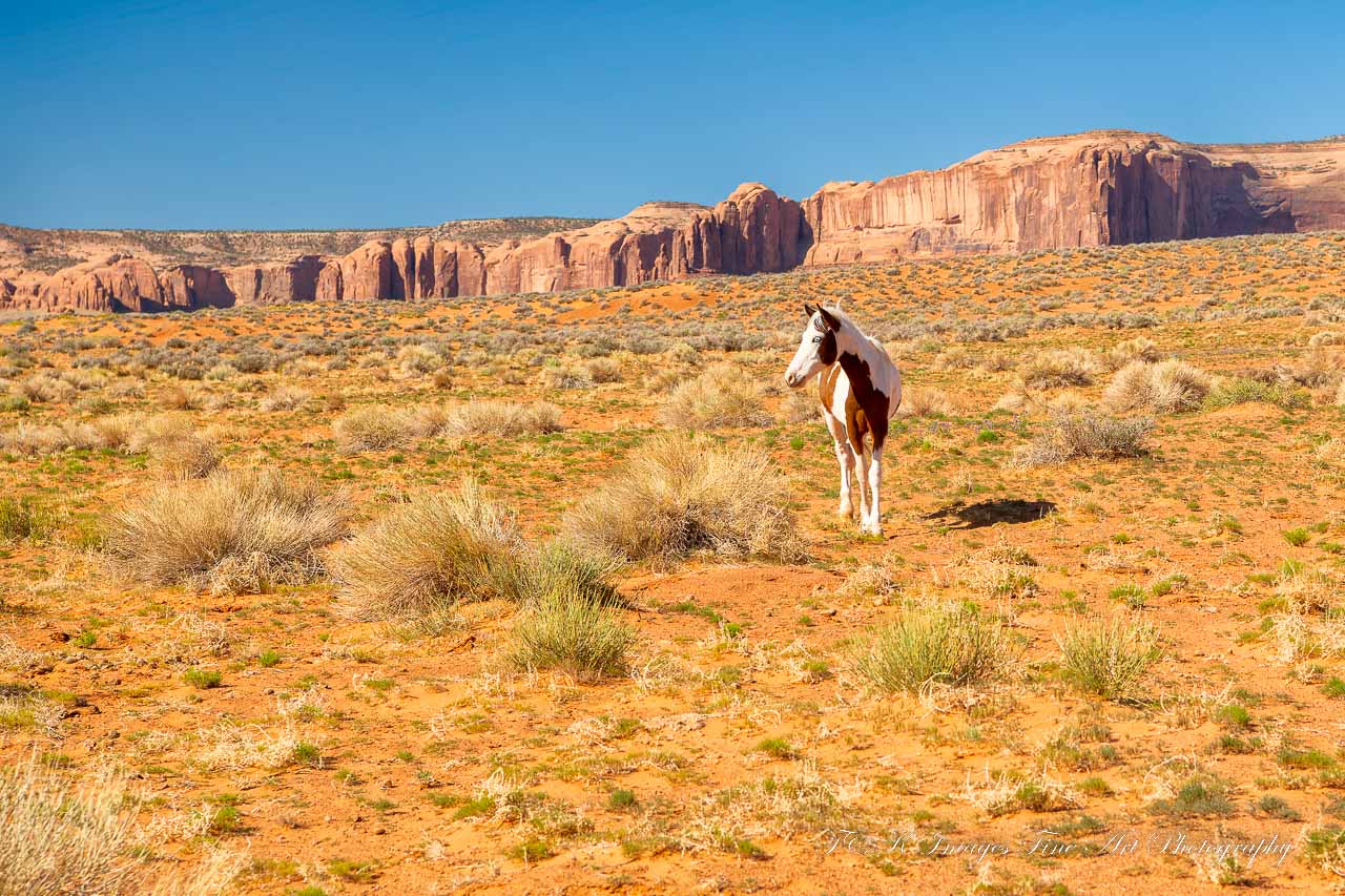 Wild Overo Paint Horse - Monument Valley_
