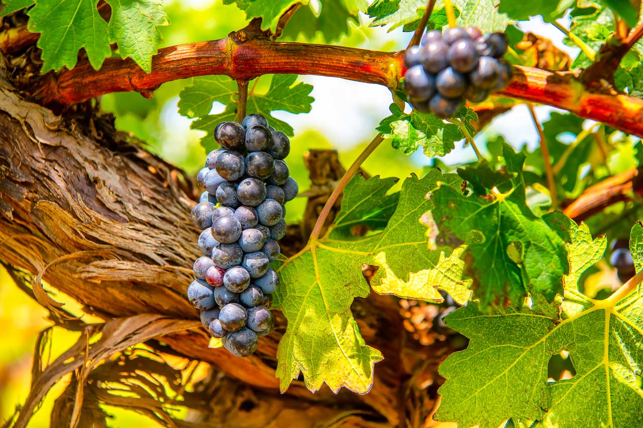 Mature Cabernet Sauvignon Grapevine - Elgin - Arizona