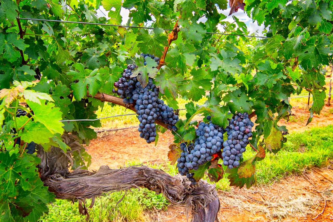 Cabernet Sauvignon Grapes On the Vine Elgin, Arizona
