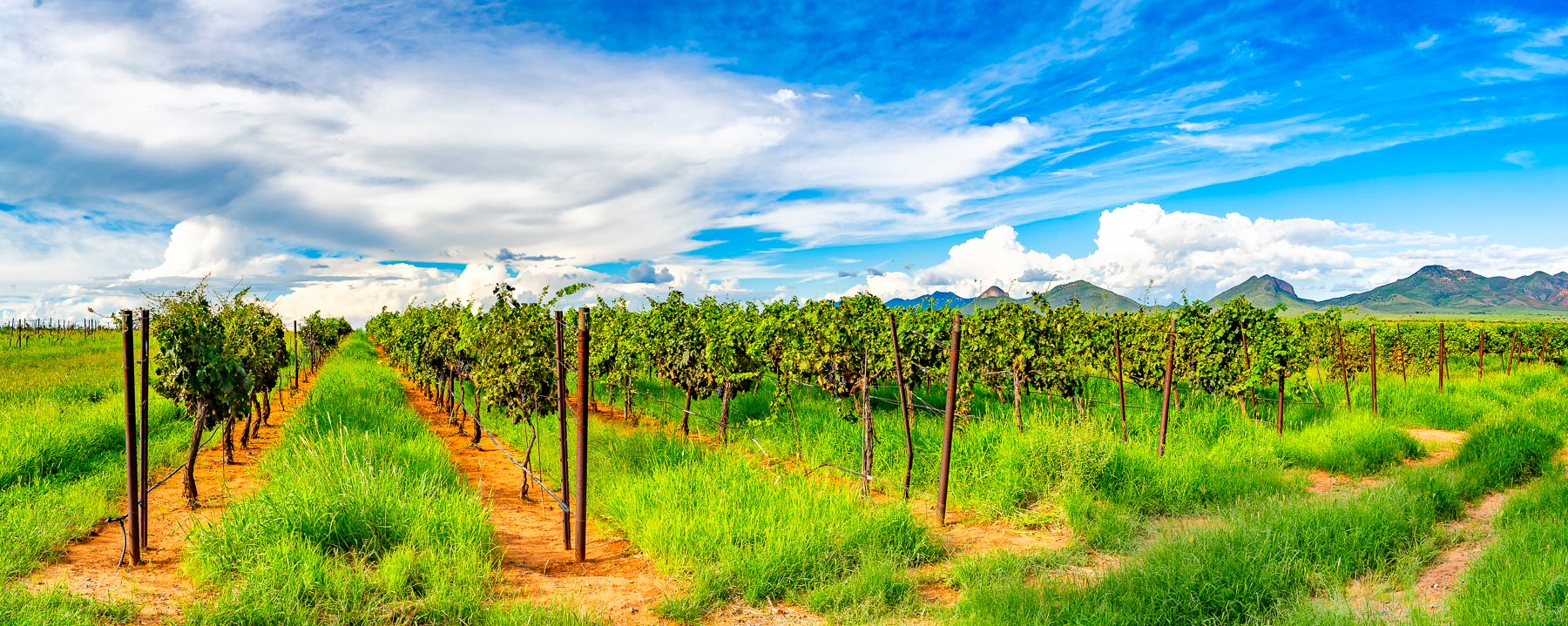 Vineyard and Mustang Mountains - Elgin - Arizona