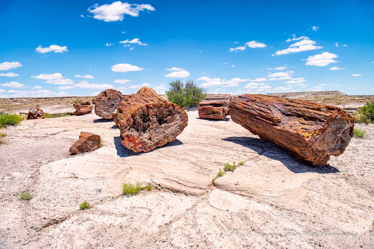 Giant Logs - Petrified Forest