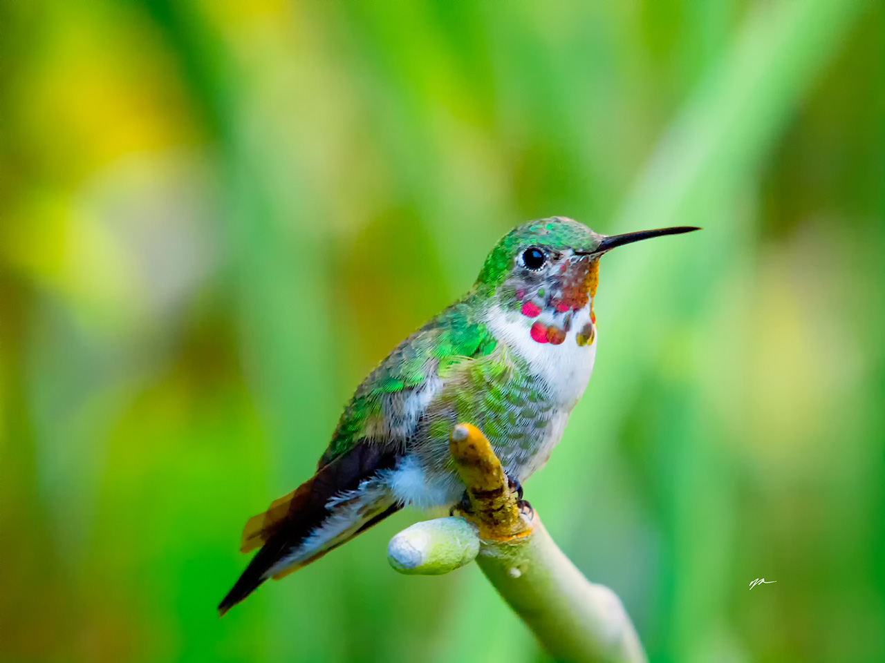 Hummingbird