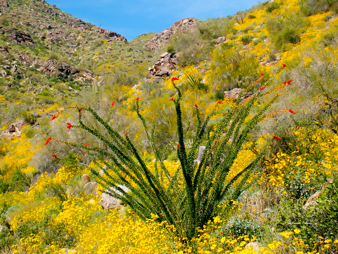 Ocotillo Bush - Arizona