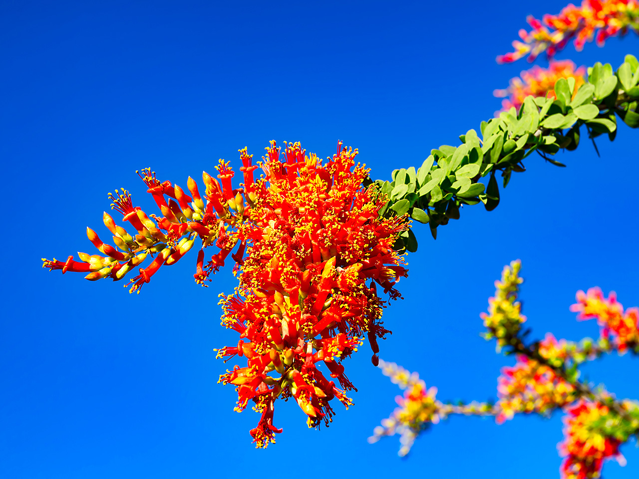 Ocotillo Flowers